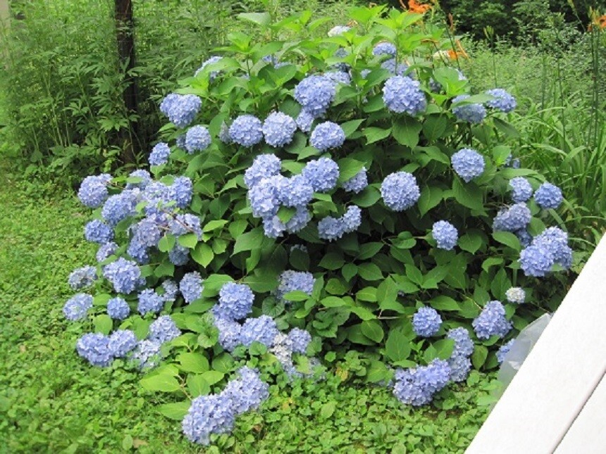 HYDRANGEA - MISCELLANEOUS VARIETIES- LOST TAG - STARTER PLANT