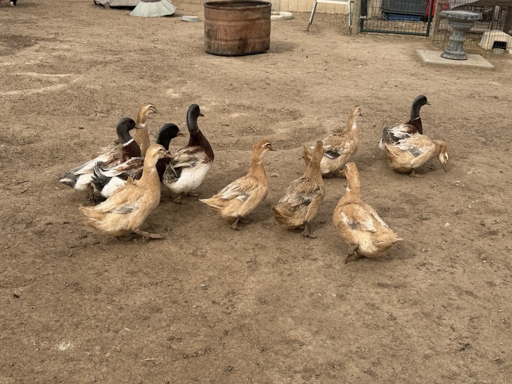Saxony Duck Hatching Eggs