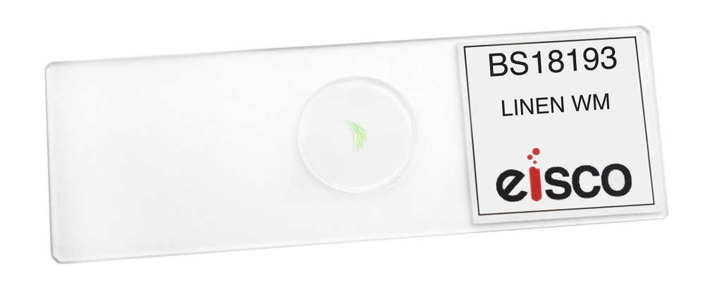 Linen - Prepared Microscope Slide - 75x25mm - Eisco Labs
