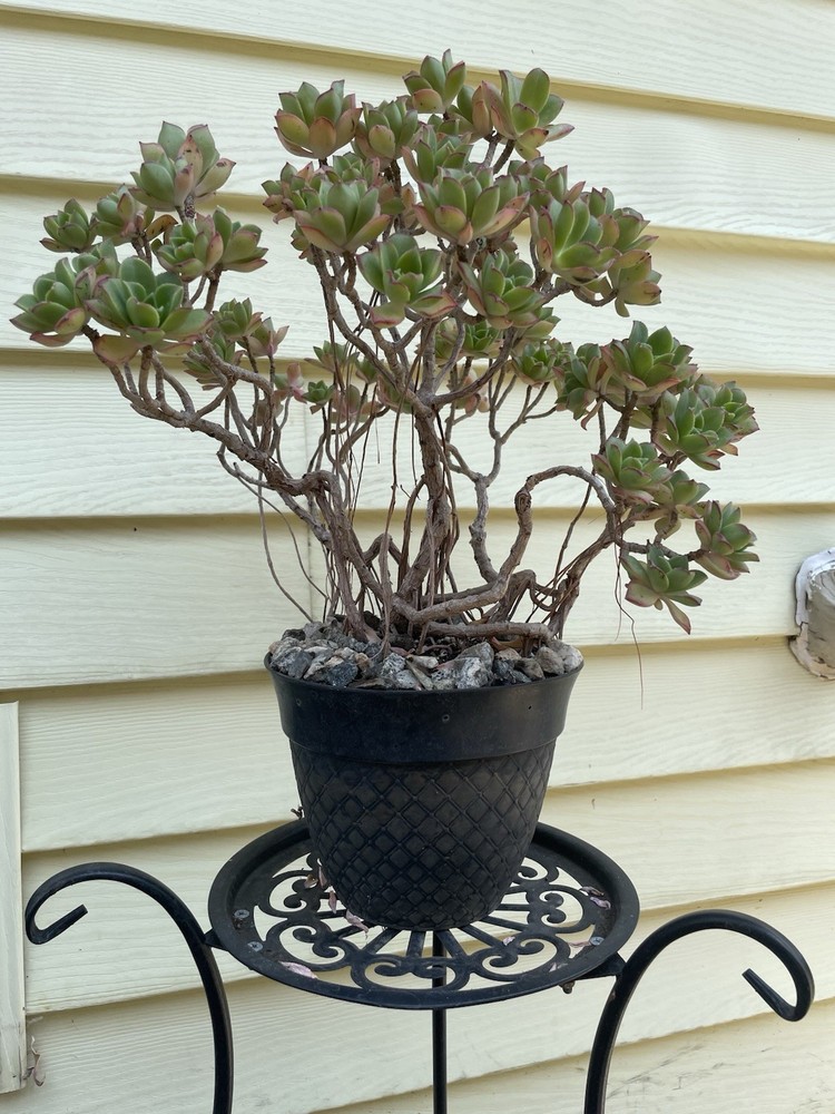 Bonsai Tree Aeonium Haworthia Tree Ship With Bare Rooted
