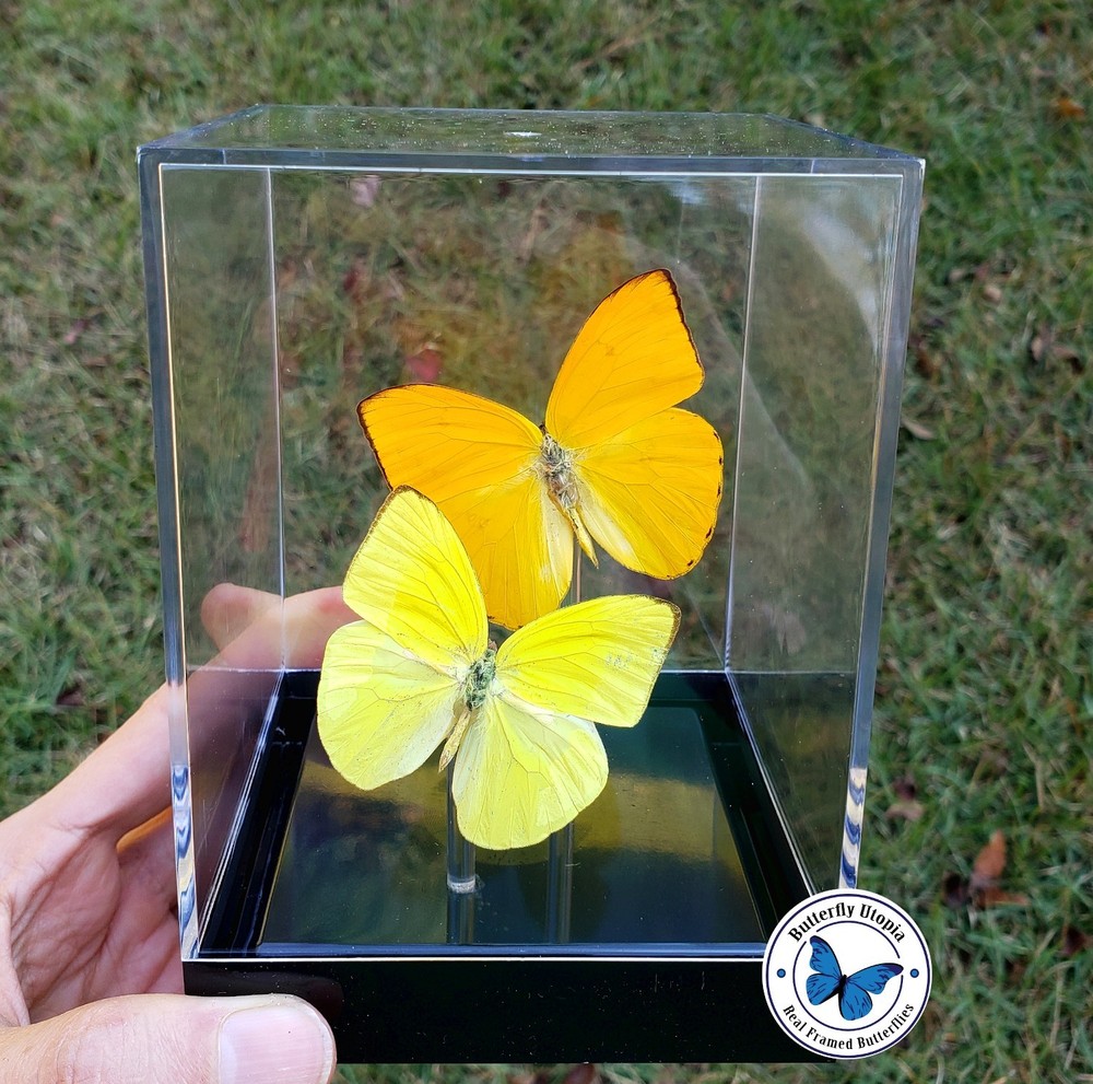 Real 3D Framed Butterflies: Sunshine- Table Top Cube - Yellow, Orange