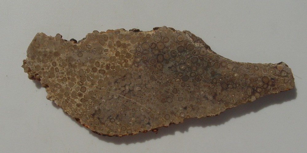 Oolite Lapidary Slab T1211