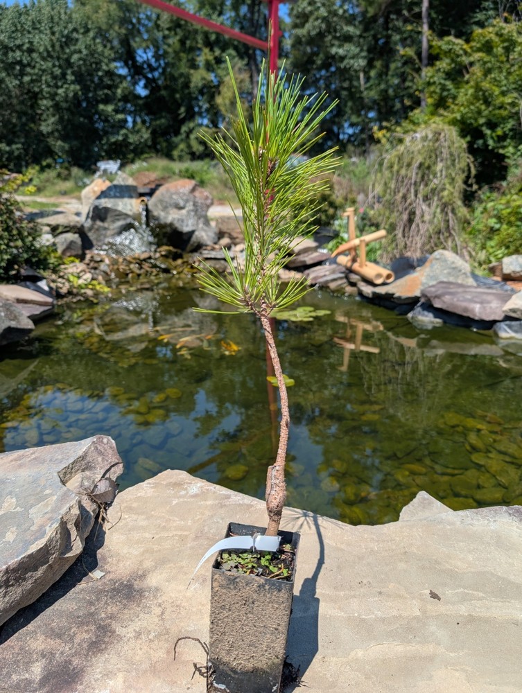 Japanese Black Pine 'Ogon'
