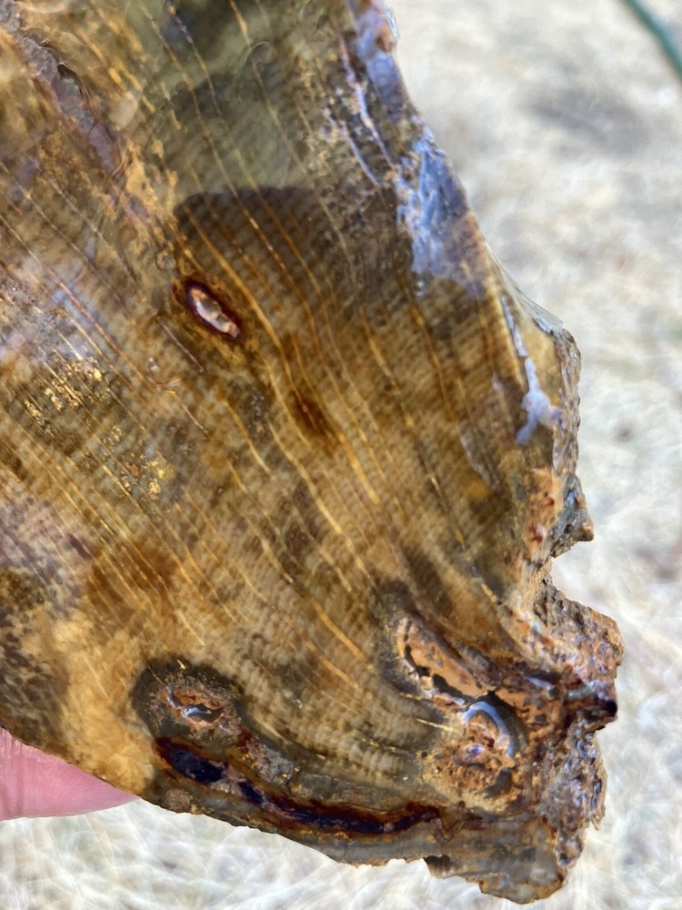 Petrified Wood Slab, One Side Covered With Urethane