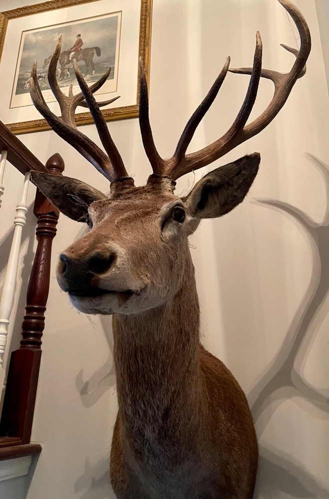 Large Trophy Monted Stag