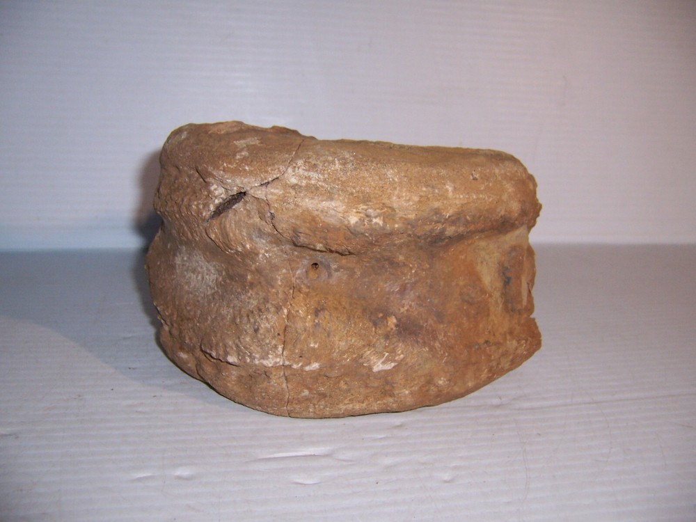 Fossil Bone Dinosaur Vertebrae 7" x 5" x 4 1/4"