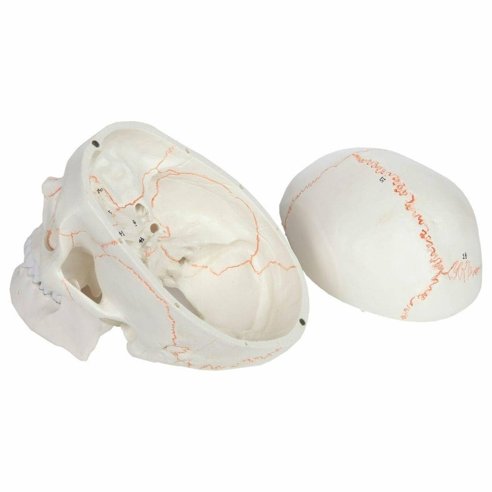 Detailed Life-Size Anatomical Skull Model - Ideal for Teaching & Reference