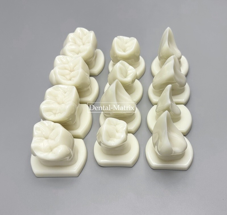 Dental Teeth Form Models OrthodonticTypodont Model Lab Tooth Study Teaching Demo