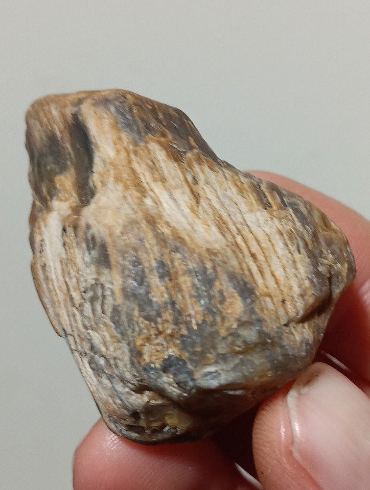Petrified Wood