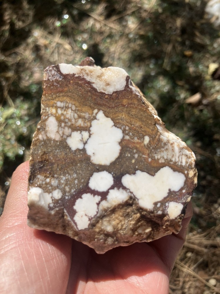 Wild Horse Specimen (Rough)