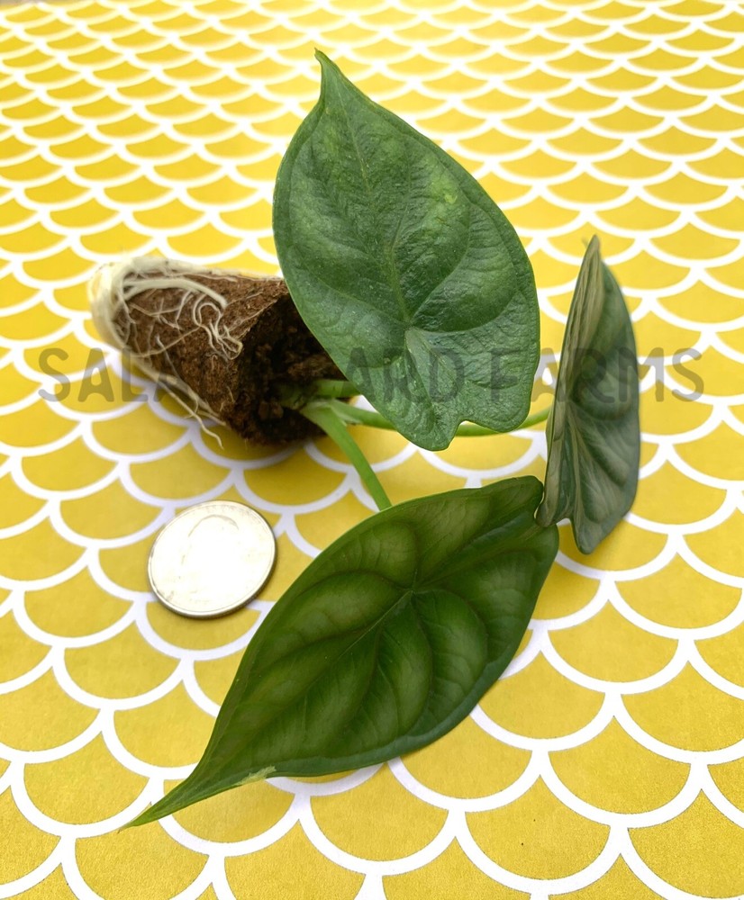 Alocasia 'Dragon Scale' starter plant