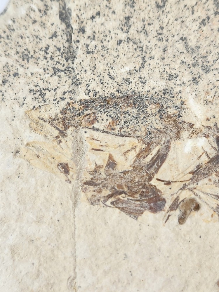 Knightia eocaena Fossil Fish - Green River Fm. - Split Fish Layer - WY