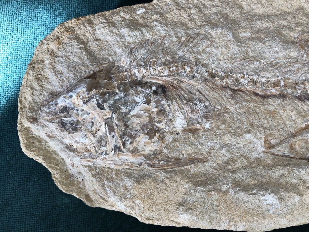 Fossil Fish Two Pieces 10.5" HEAVY