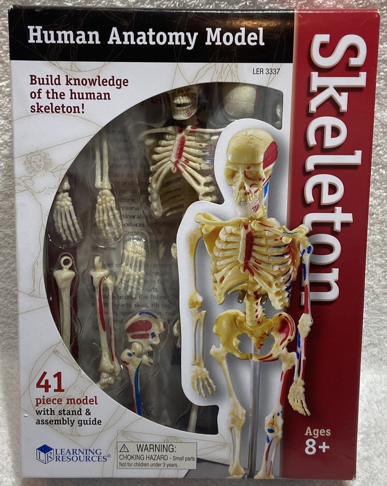 Learning Resources Skeleton Model For Children New