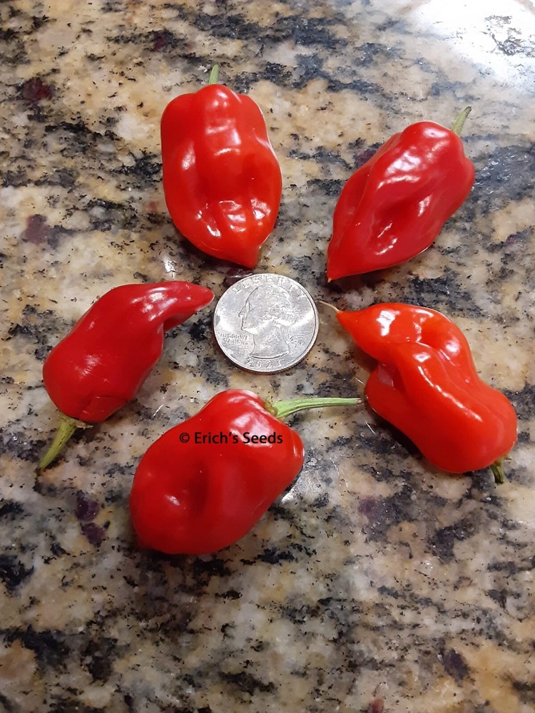 30+ Datil Sweet Pepper Seeds - Florida Grown