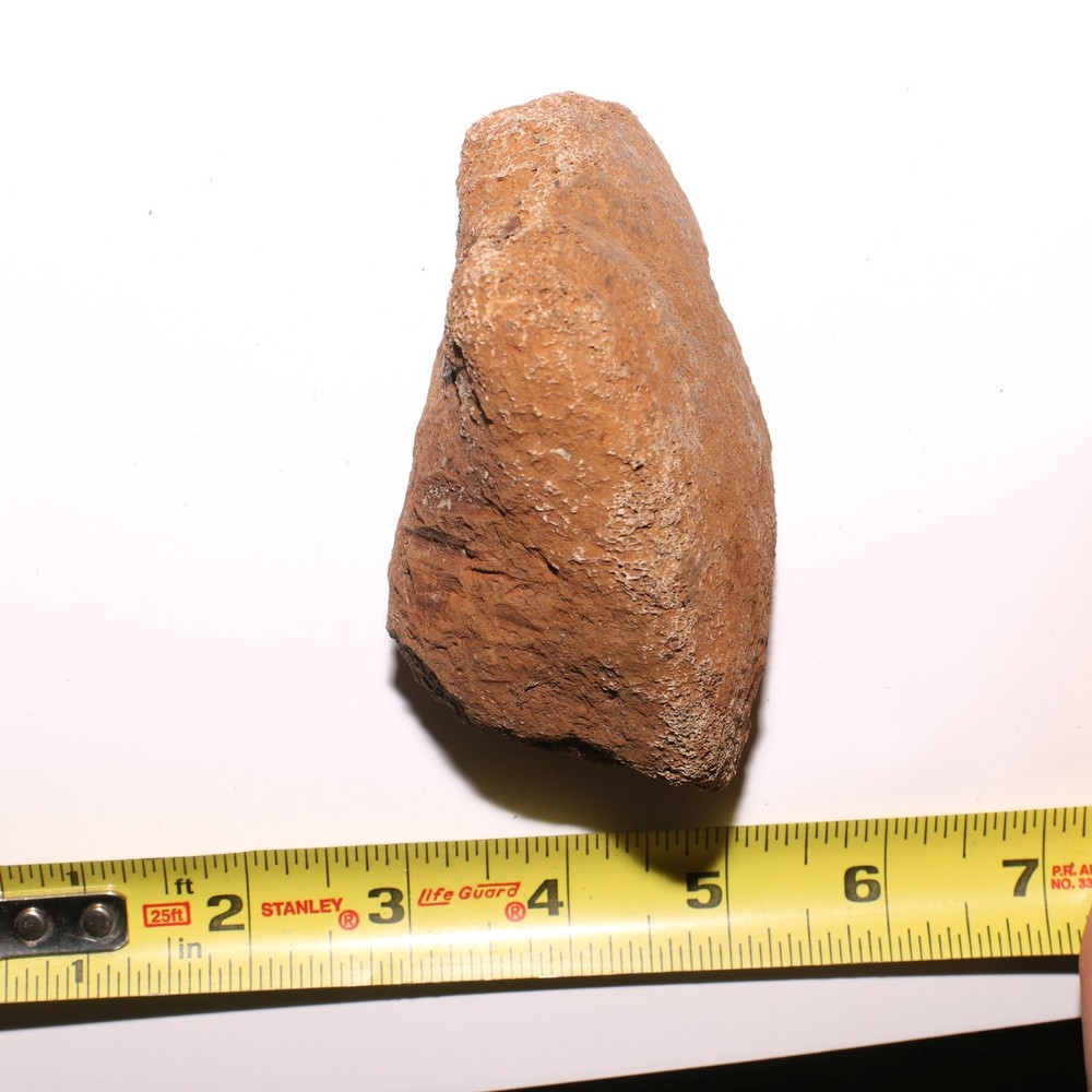 Agate Agatized Dinosaur End Bone Fossil - from Hell Creek Formation Cretaceous