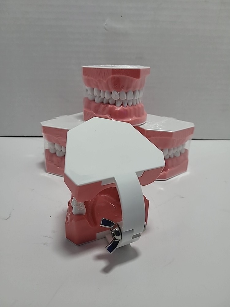 4 Sets Dental Demonstration Teeth Model - Standard Study Teaching Dental Mode