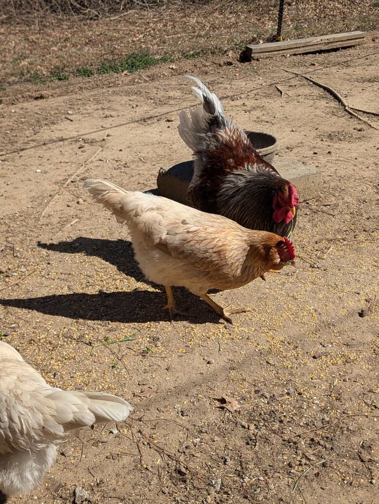 10+ WHITING TRUE GREEN Egger CHICKEN HATCHING EGGS 300+EGGS PER YEAR