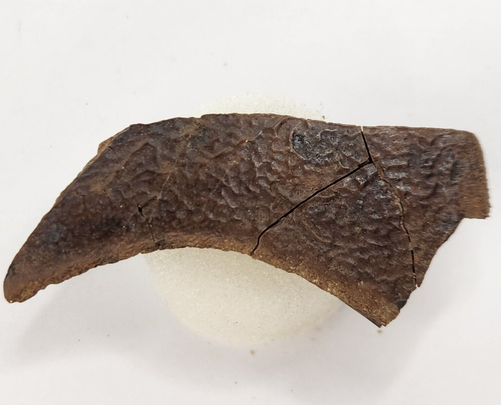 Cretaceous Turtle Shell Fossil - Testudines - Judith River Fm. - Hill Co., MT