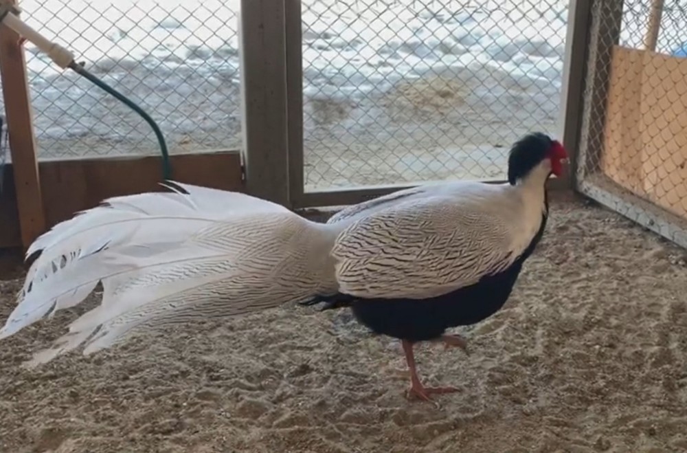 4 Silver Pheasant Hatching Eggs PRESALE , April , PLEASE READ BEFORE BID!!!