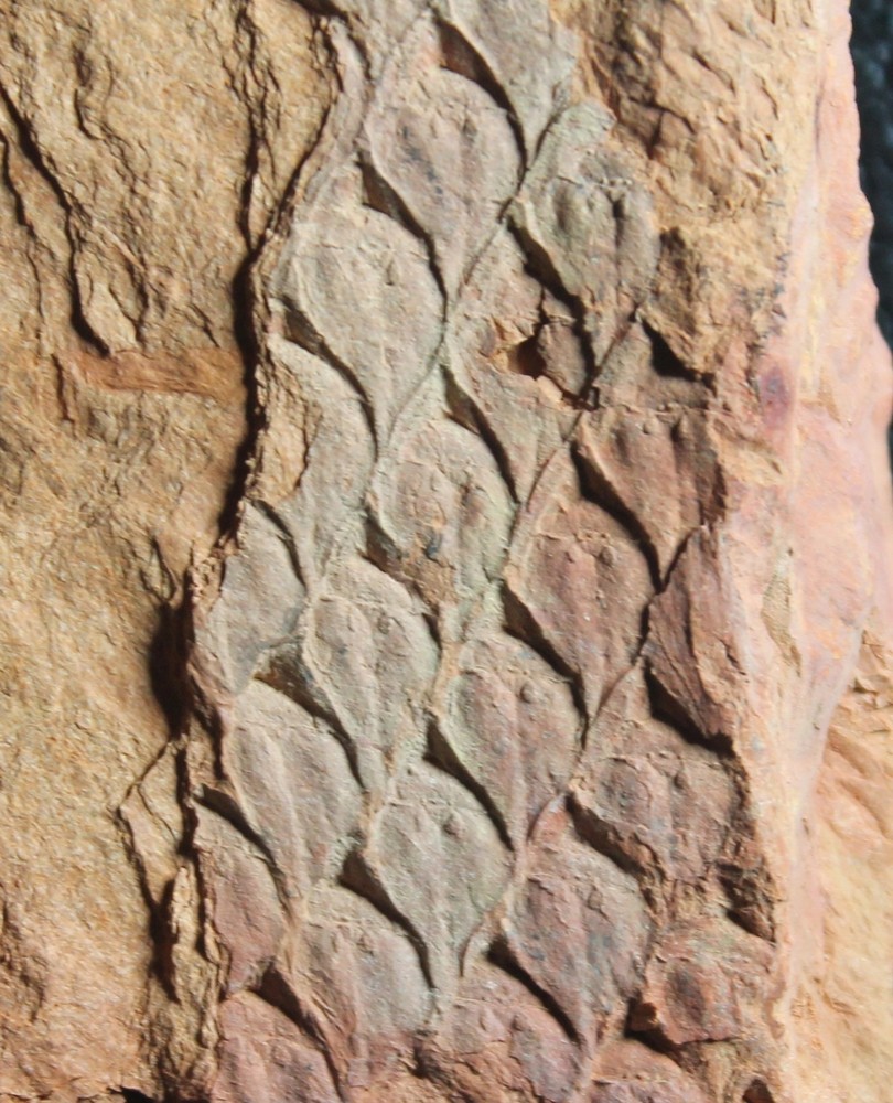 Lepidodendron obovatum - Pennsylvanian fossil bark