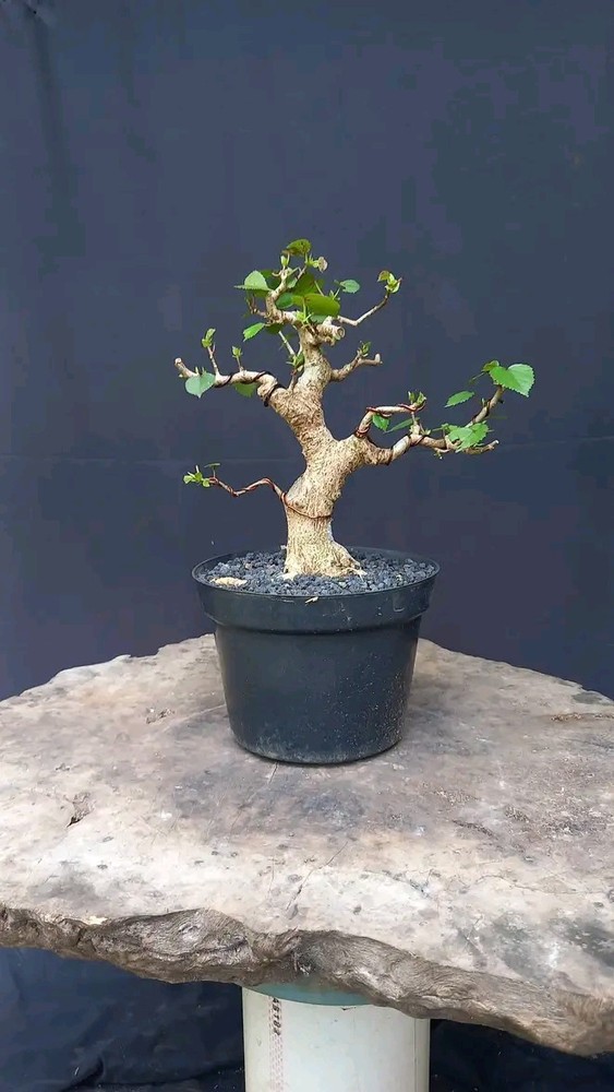 Bonsai Hibiscus Tiliaceus