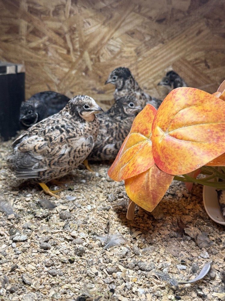 40 Button Quail Hatching Eggs Multiple Colors