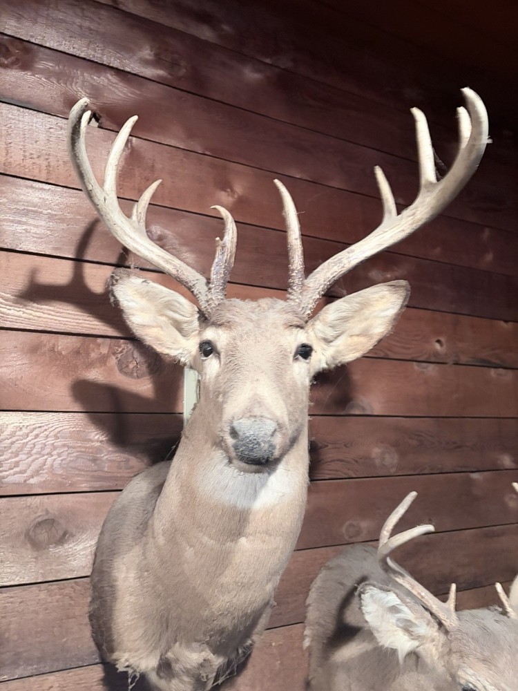 Deer Mount