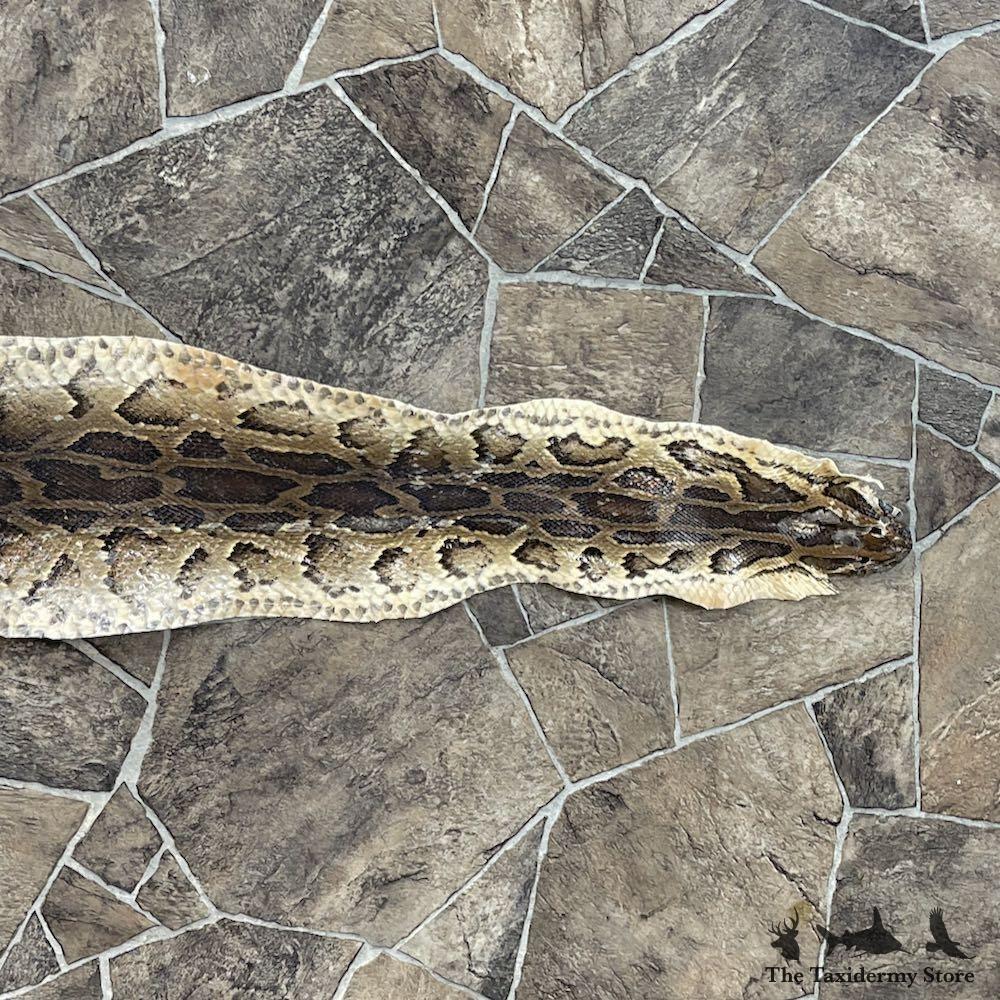 #26290 E | African Rock Python Snake Skin Rug Mount For Sale
