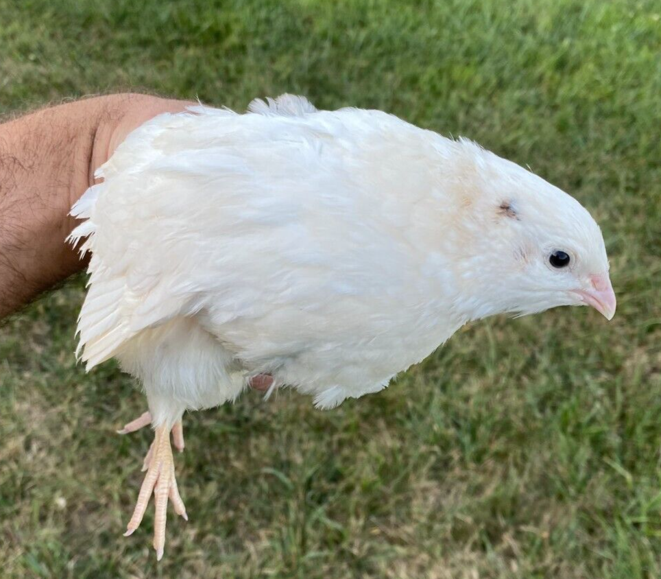 25 + JUMBO WHITE Quail Hatching Eggs