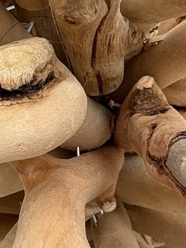 Table Top Driftwood Christmas Tree 16”