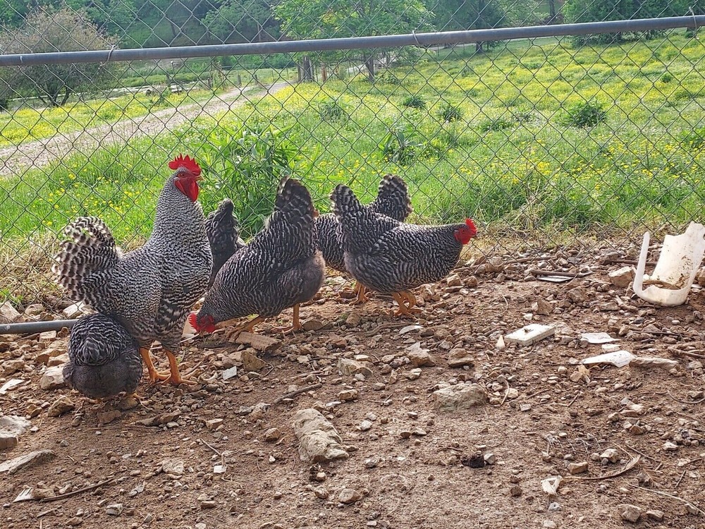 6 Assorted Purebred Chicken Fertile Hatching Eggs (Read Description)