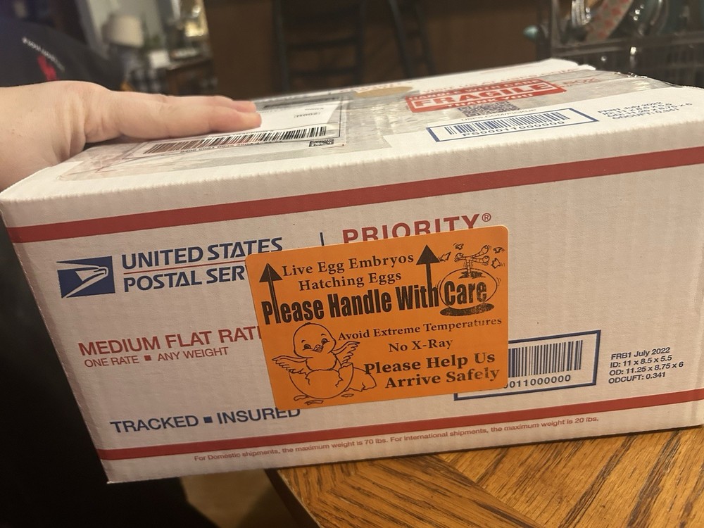 Jubilee Orpington Hatching Eggs 12+