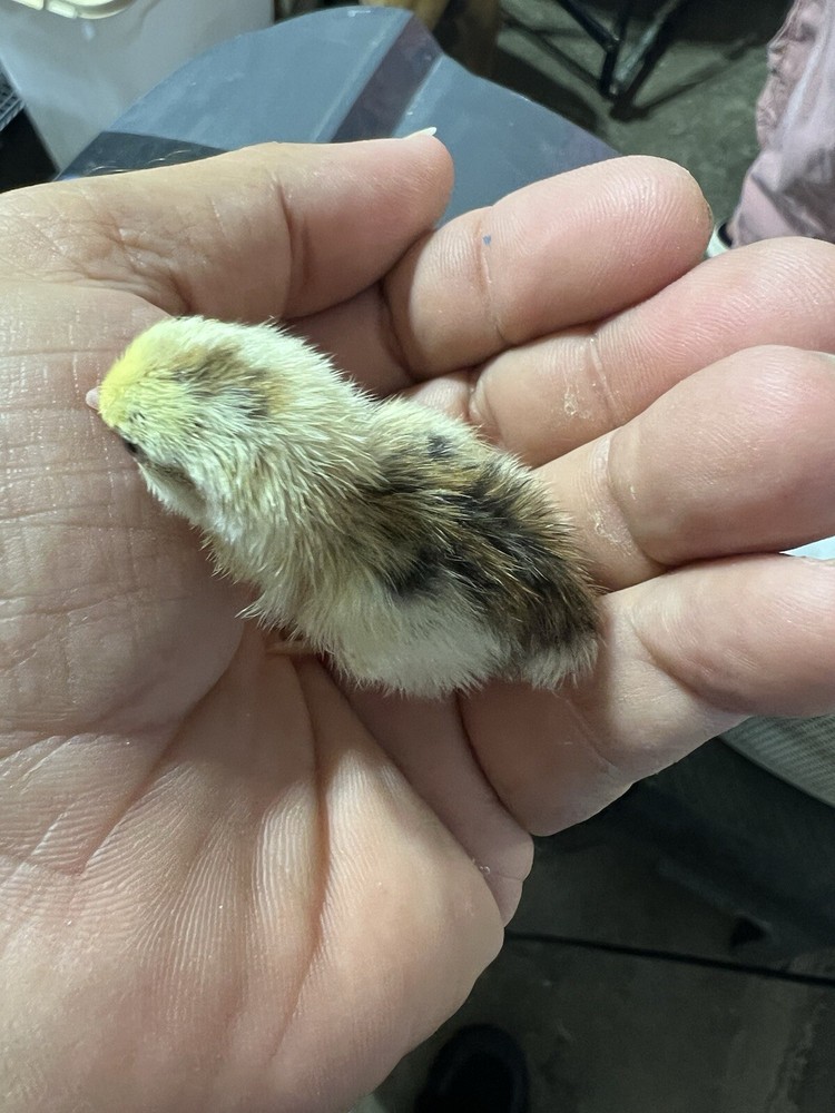 12+ Tuxedo Coturnix Hatching Eggs By Buddy’s Hatchery