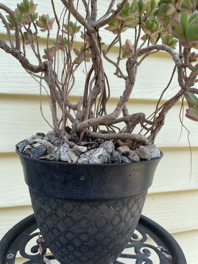 Bonsai Tree Aeonium Haworthia Tree Ship With Bare Rooted