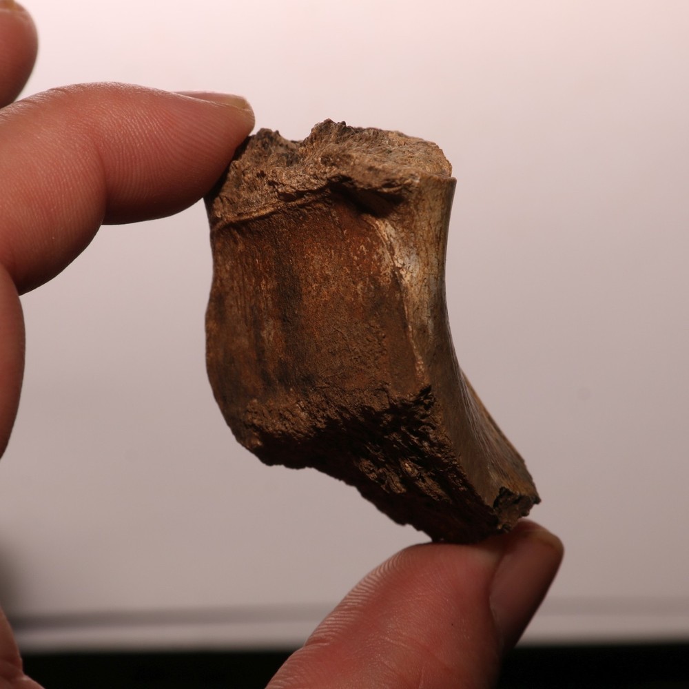 Dinosaur Bone Fossil - Hell Creek Formation - Cretaceous