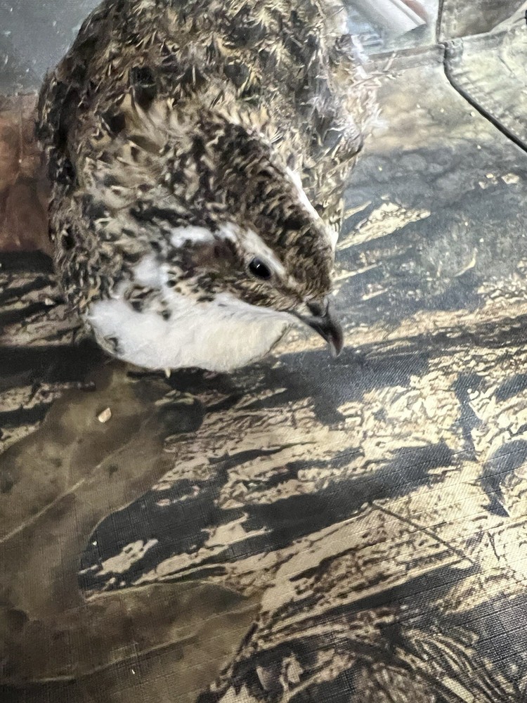 12+ Tuxedo Coturnix Hatching Eggs By Buddy’s Hatchery