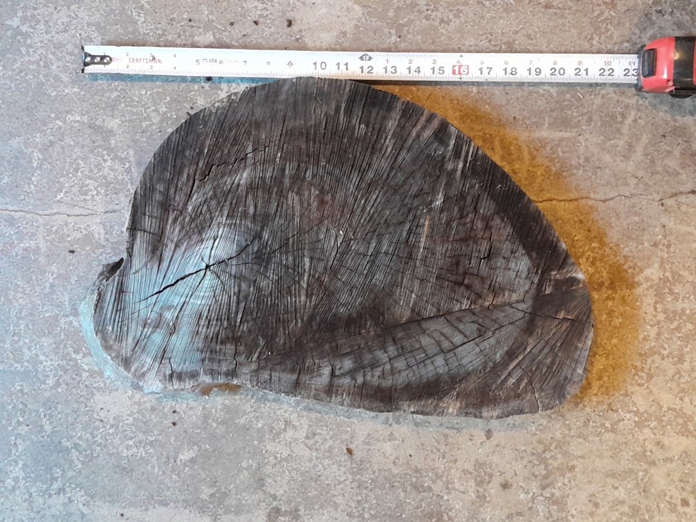 2 Inch Thick Black Walnut Slice