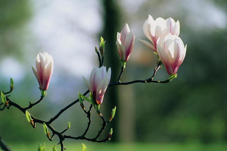 Saucer Magnolia  Tree 4" pot