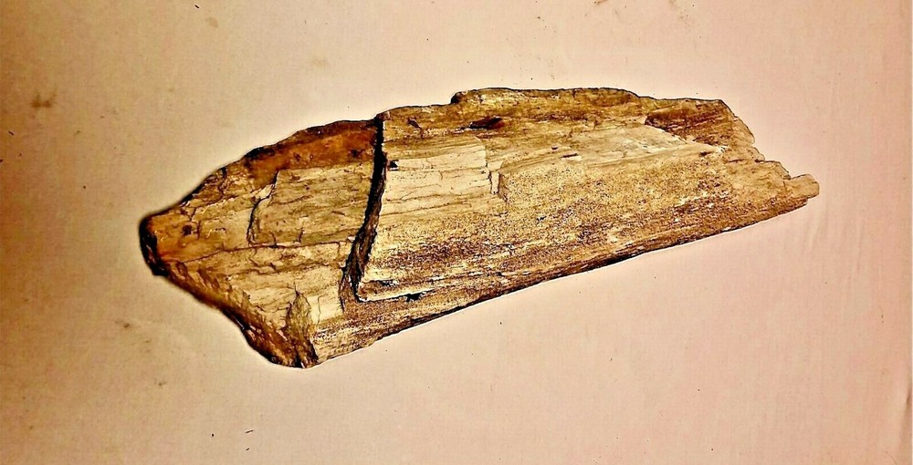 Petrified Wood Nice Large Kansas Example