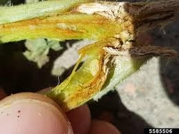 Bailey's Squash Vine Borer Trap Kit, 2-Pack