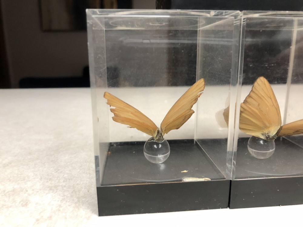 7 Mounted Butterfly Specimens In Acrylic Cases