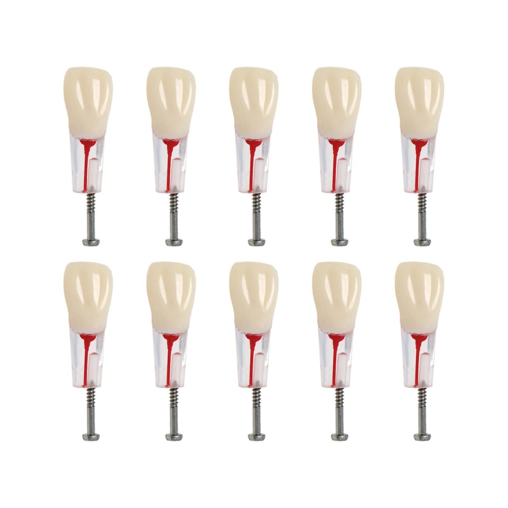 10Pcs Dental Root Canal Practice Teeth Model for Pulp Study RCT Endo File 11-46#