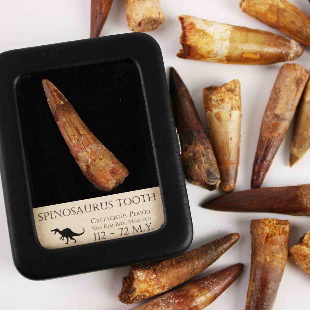 Original Spinosaurus Tooth - Excellent Quality - With Display Case