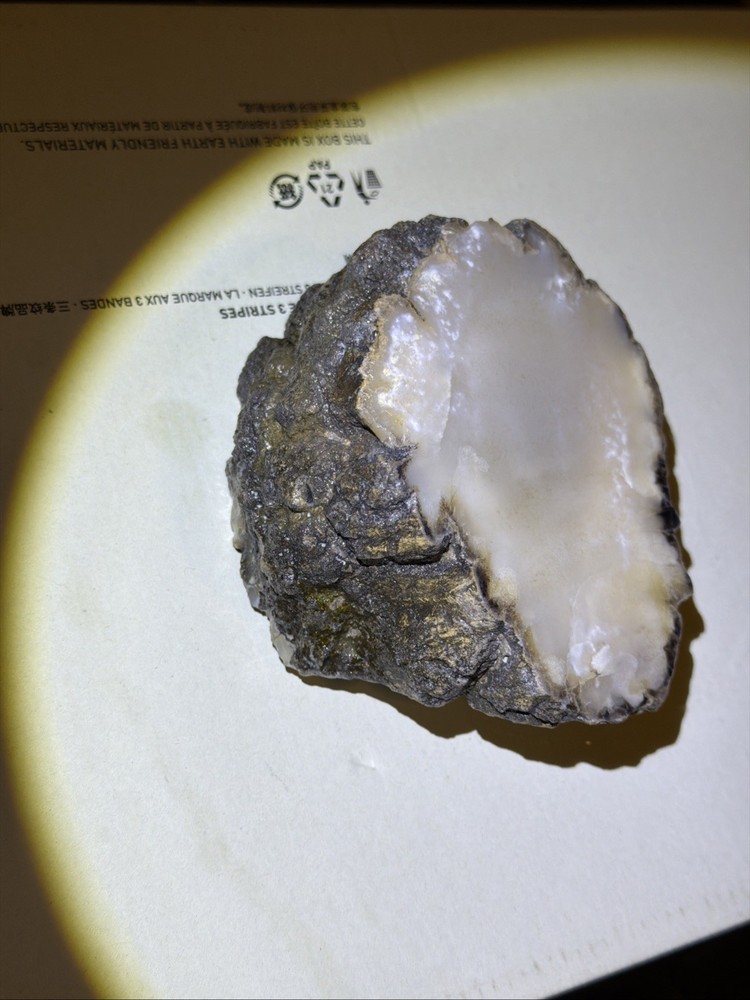 Petrified Wood