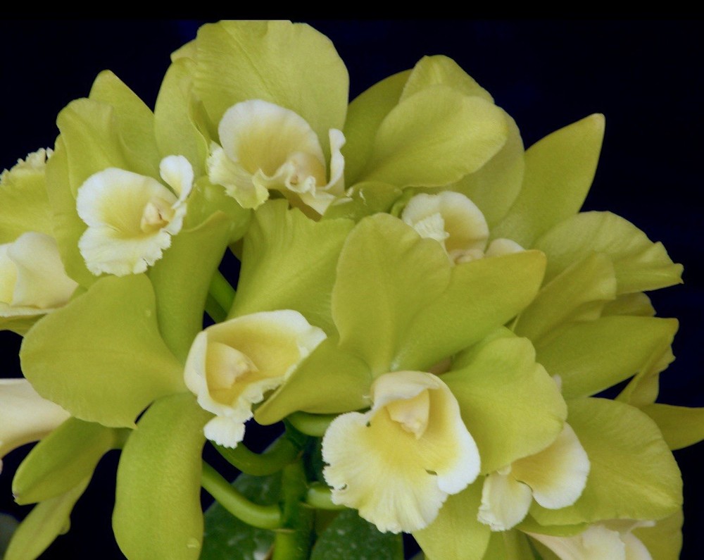 Blc. Hawaiian Passion ‘Carmela’ Fragrant