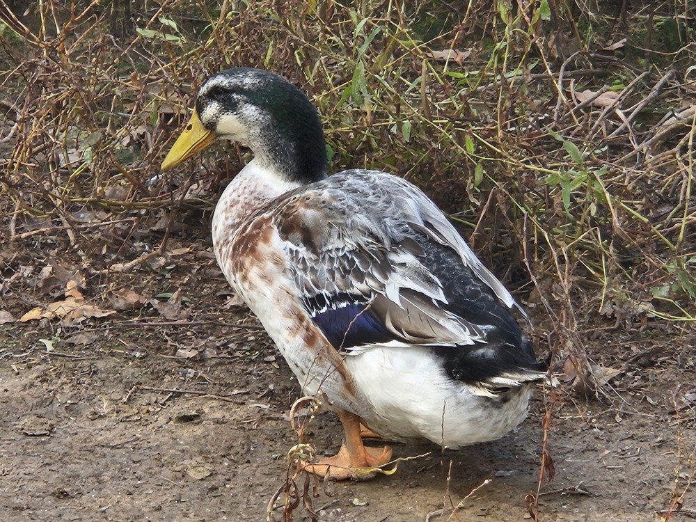 6 Silver Appleyard Duck Hatching Eggs