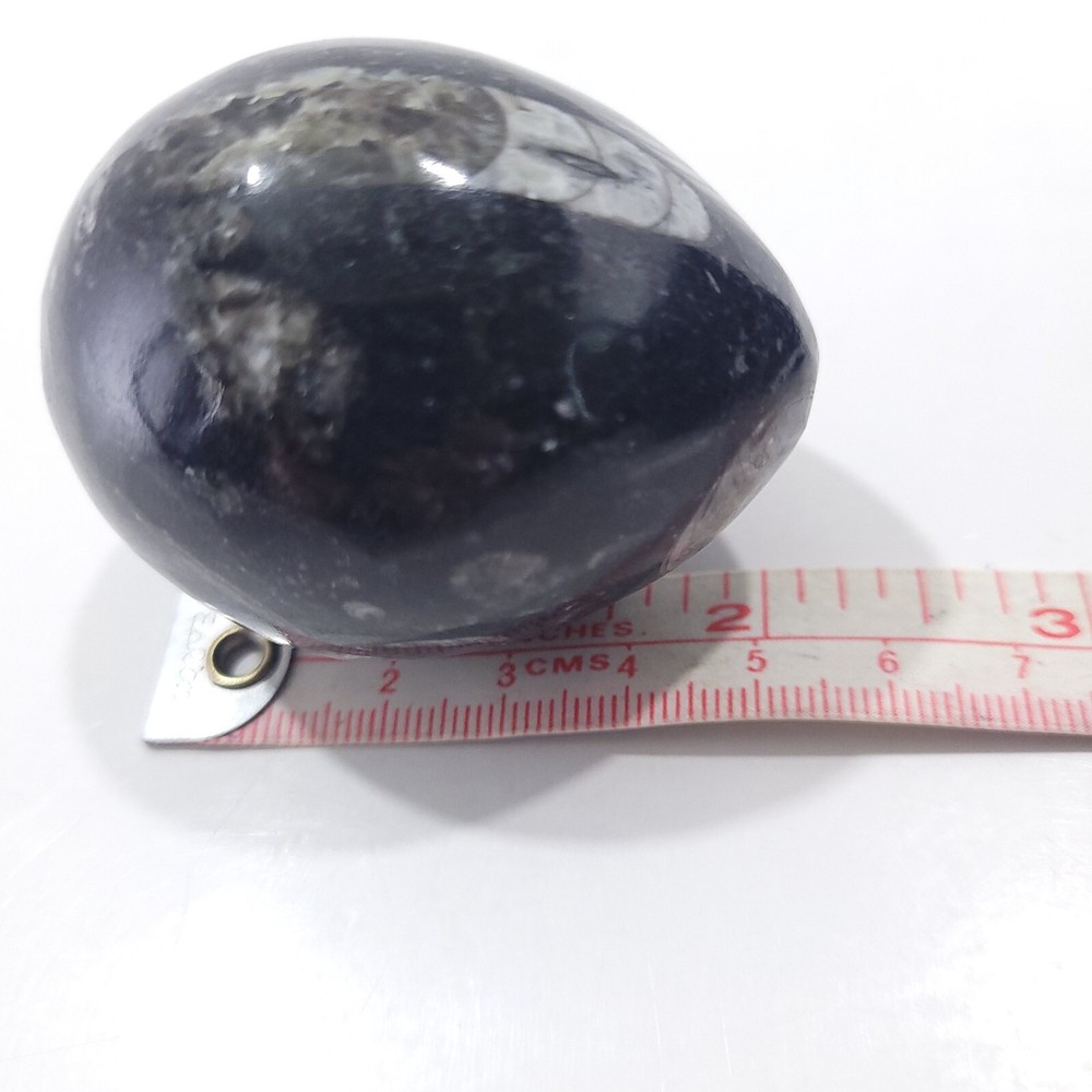 Orthoceras Fossil Egg