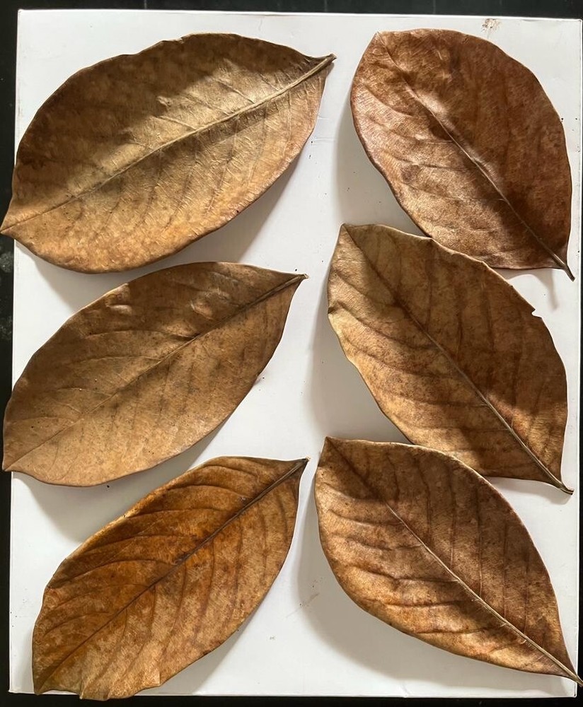 Jack fruit leaves
