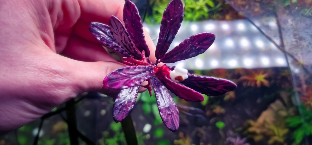 Bucephalandra Brownie Ghost 2011 Modeling 3d Printed Resin